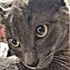 adoptable Cat in rutherfordton, NC named Swifty