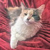 adoptable Cat in rutherfordton, NC named Eddie