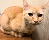 adoptable Cat in rutherfordton, NC named Sweetie Pie