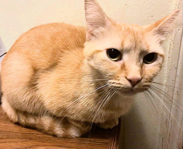 Sweetie Pie