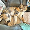 adoptable Cat in  named Lady Marmalade