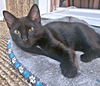 adoptable Cat in Rutherfordton, NC named Bo2