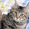 adoptable Cat in rutherfordton, NC named Simba