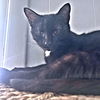 adoptable Cat in rutherfordton, NC named Tommy