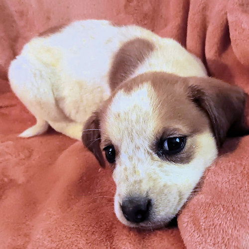 picture of the dog needing adoption