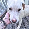 adoptable Dog in rutherfordton, NC named Cletus