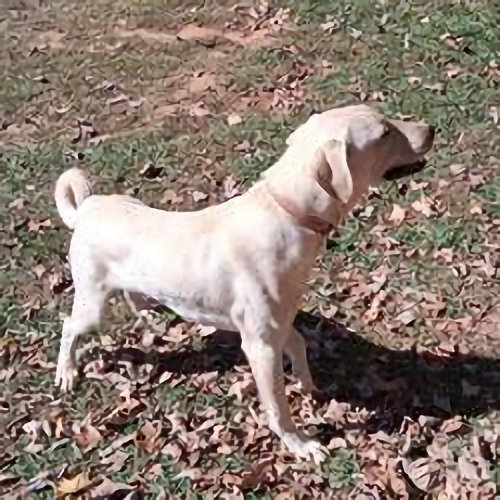 CLETUS - German Shepherd Dog / Golden Retriever available for adoption