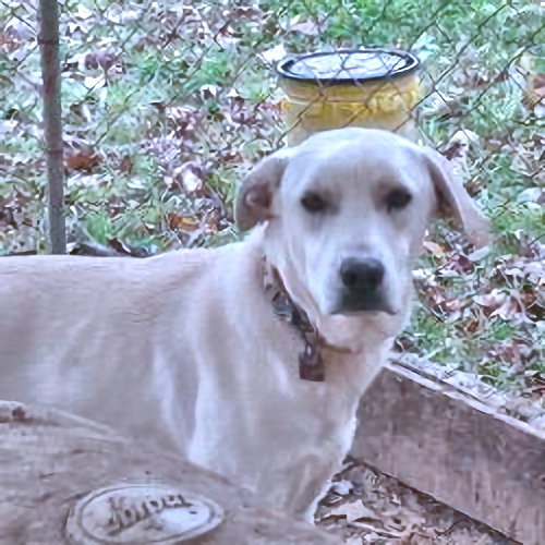picture of the dog needing adoption