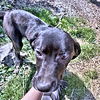 adoptable Dog in rutherfordton, NC named Smokey