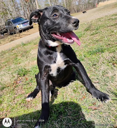 picture of the dog needing adoption
