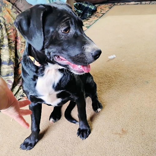 picture of the dog needing adoption
