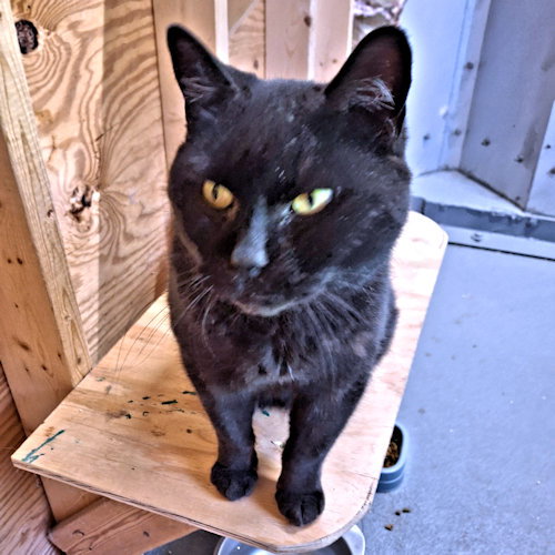 LAYLA - Domestic Short Hair available for adoption
