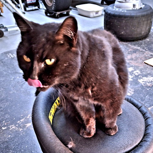 LAYLA - Domestic Short Hair available for adoption