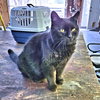 Layla - Photo 1
