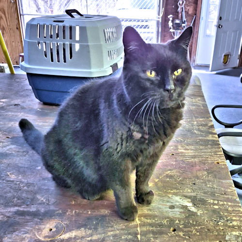 picture of the cat needing adoption