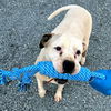 adoptable Dog in  named Nova
