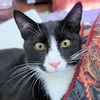 adoptable Cat in rutherfordton, NC named Glenda