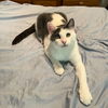 adoptable Cat in rutherfordton, NC named Max