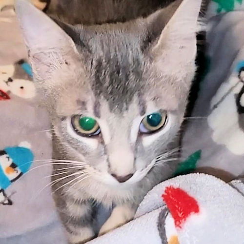 adoptable Cat in Rutherfordton, NC named Artemis