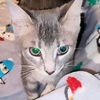 adoptable Cat in rutherfordton, NC named Artemis
