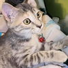 adoptable Cat in rutherfordton, NC named Lorna