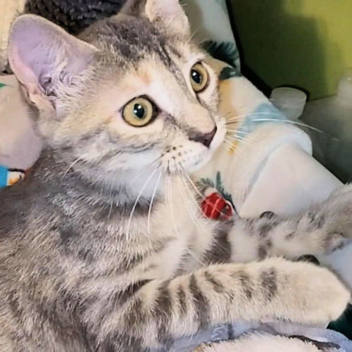 LORNA - Domestic Short Hair available for adoption