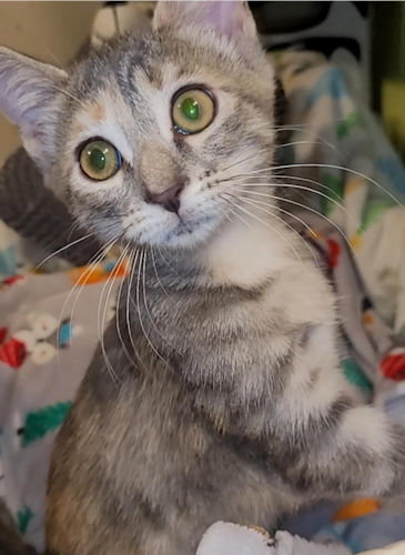 LORNA - Domestic Short Hair available for adoption