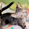 adoptable Cat in rutherfordton, NC named Miso
