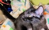 adoptable Cat in  named Pixie
