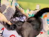 adoptable Cat in rutherfordton, NC named Sprout