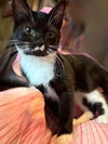 adoptable Cat in  named Rayne