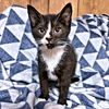 adoptable Cat in  named Par