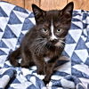 adoptable Cat in  named Rory