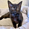 adoptable Cat in rutherfordton, NC named Wanda