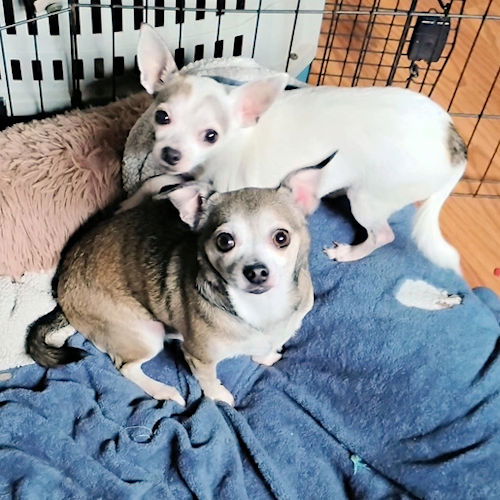 adoptable Dog in Rutherfordton, NC named Bagel & Chipper