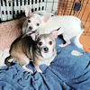 adoptable Dog in rutherfordton, NC named Bagel & Chipper