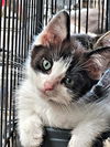 adoptable Cat in rutherfordton, NC named Heath