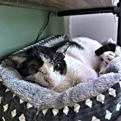 picture of the cat needing adoption