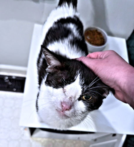 WINK - Domestic Short Hair available for adoption