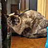 adoptable Cat in  named Mom