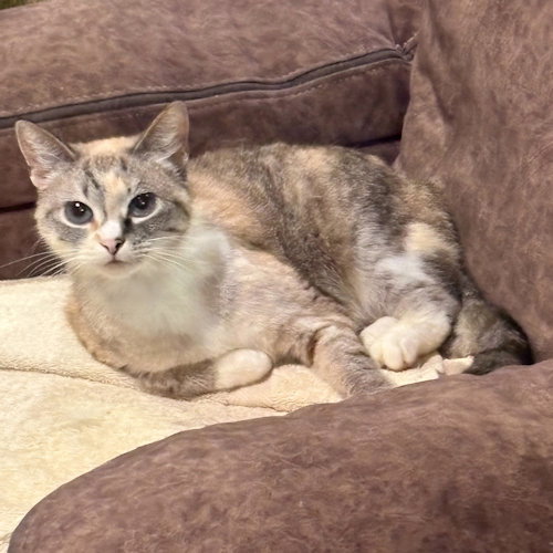 MOM - Torbie available for adoption