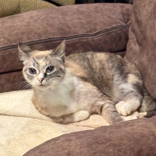 MOM - Torbie available for adoption