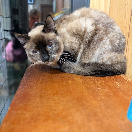 LITTLE BARNES - Siamese available for adoption