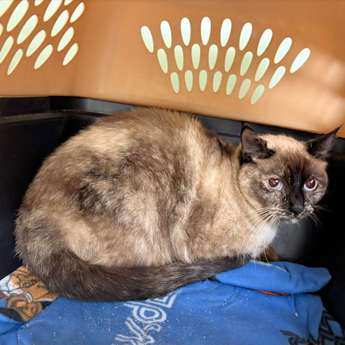 LITTLE BARNES - Siamese available for adoption