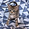 adoptable Cat in Rutherfordton, NC named Belle