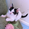 adoptable Cat in rutherfordton, NC named Evie