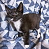 adoptable Cat in rutherfordton, NC named Luna