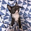 adoptable Cat in rutherfordton, NC named Simone