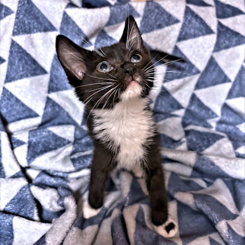 SIMONE - Domestic Short Hair available for adoption