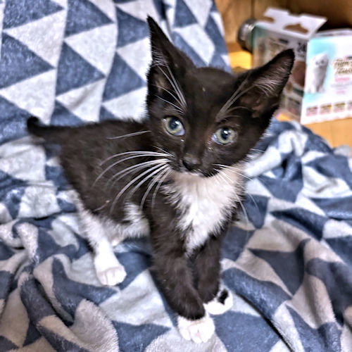 SIMONE - Domestic Short Hair available for adoption